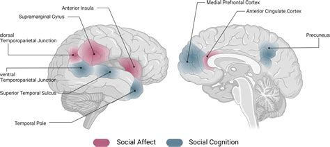 Frontiers | The Social Connectome – Moving Toward Complexity in the Study of Brain Networks and ...