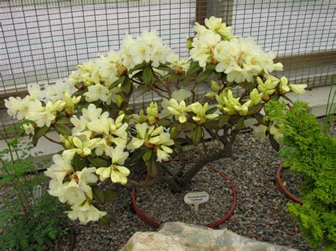 Rhododendron 'Tow Head' | North American Rock Garden Society