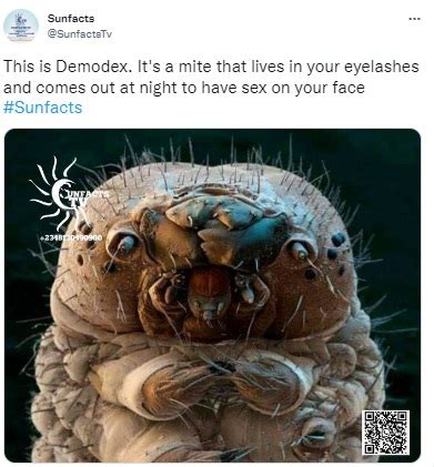 Viral Image Of 'Mite That Lives On Our Faces' Is Actually Of A Silkworm - Newschecker