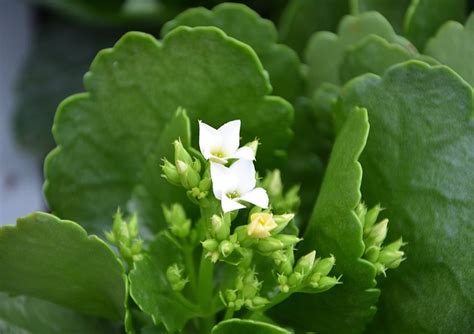 Succulent White Flowers Green - Free photo on Pixabay