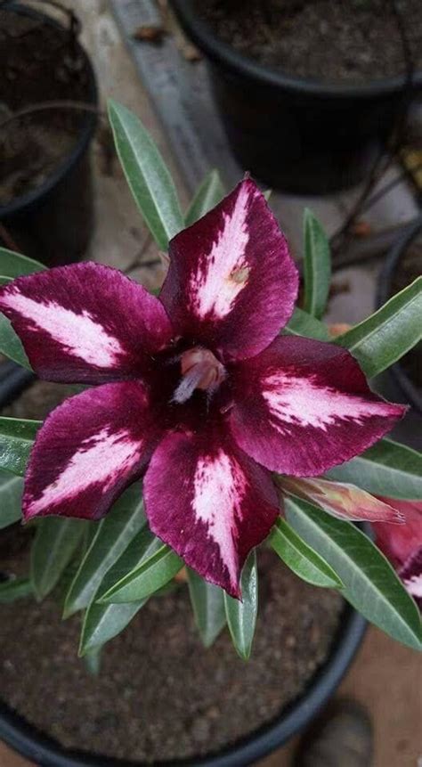 Purple Desert Rose | Desert rose plant, Planting roses, Unusual flowers