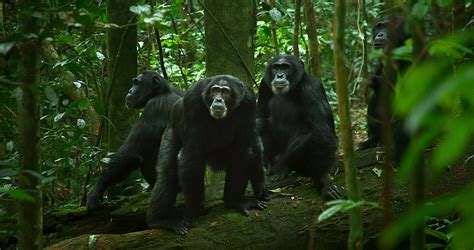 Especialista em chimpanzés de Yale se pronuncia sobre 'O Império dos ...