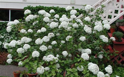 Buy Fragrant Snowball Viburnum - 3 Gallon - Shrubs - Fragrant & Scented