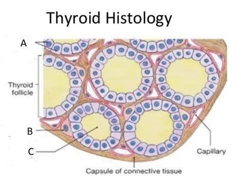 Thyroid Histology C Cells