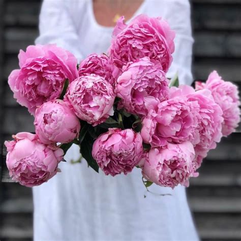 Peony flower meaning, history, and other interesting facts