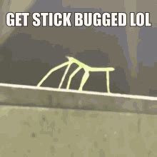 GET STICK BUGGED LOL - America’s best pics and videos