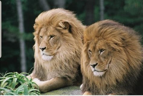 Pride of Lions On The Loose In Limpopo, South Africa - The Elites Nigeria