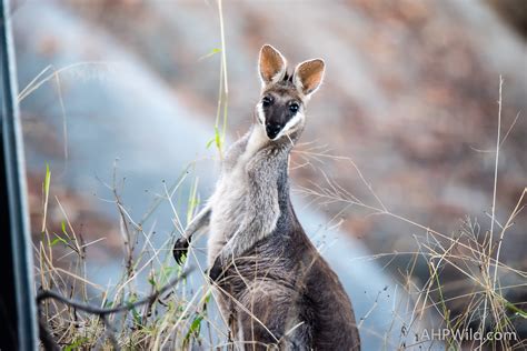 Whiptail Wallaby – AHP Wild