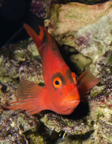 Scarlet hawkfish or Flame hawkfish - Stock Image - C024/3149 - Science ...