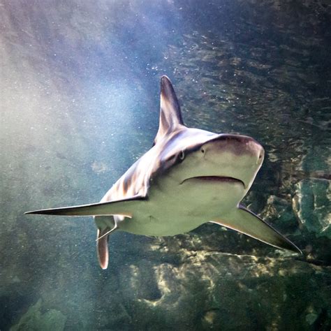 Sharks | SEA LIFE Orlando Aquarium