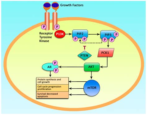 Cancers | Free Full-Text | PIK3CA Gene Mutations in Solid Malignancies: Association with ...