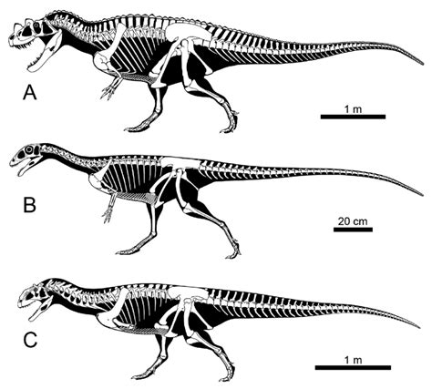 Ceratosaurus Skeleton