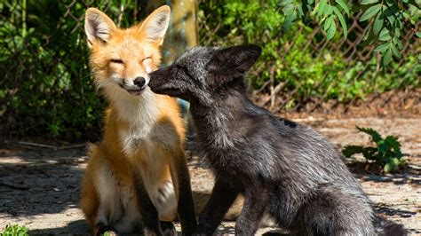 How Siberian geneticists domesticated the FOX - Russia Beyond