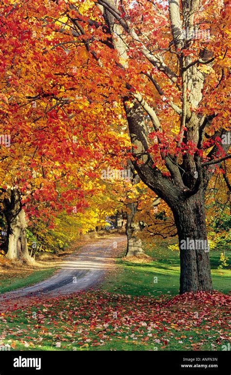 Maple trees in fall foliage, Port Williams, Nova Scotia, Canada Stock Photo - Alamy