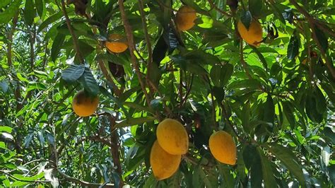 Egg fruit tree(Tchesa)/ Mango trees highlights in Backyard - YouTube