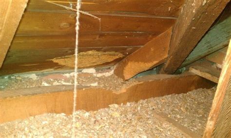 8 signs you have squirrels in the attic