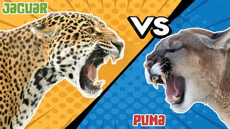 Jaguar VS Puma - Who Would Win - YouTube