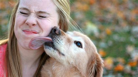 What Diseases Can You Get From A Dog Licking You