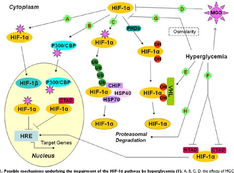 Figure 1 from The Possible Mechanisms Underlying the Impairment of HIF ...