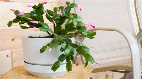 Christmas Cactus Blooming Season and Care Tips – Self Gardener