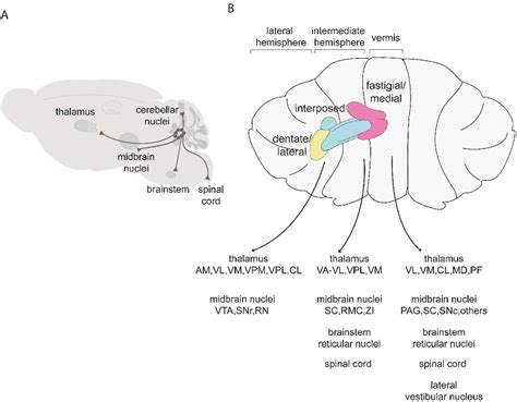 The Cerebellar Nuclei and Dexterous Limb Movements | Semantic Scholar