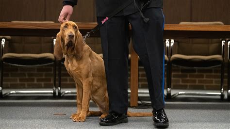 Gloucester Township Police Department swears in new K-9 officer during promotion ceremony