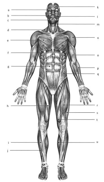 Skeletal Muscle Structure Worksheet