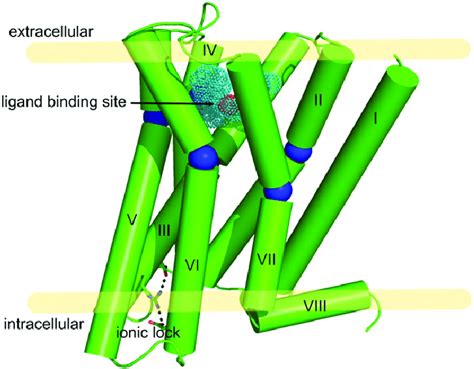 Schematic figure of the generalised GPCR structure. The model was based ...