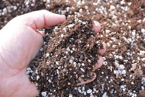 How to Make Best Cactus Potting Soil at home in easy steps?