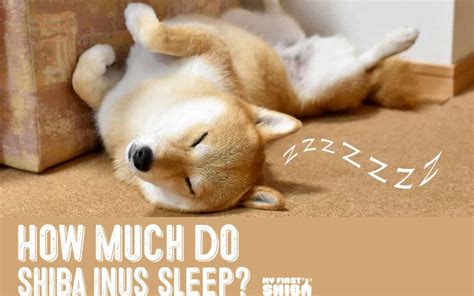 Sleeping Shiba Inus – How Much Sleep Do Shiba Inus Need? - My First Shiba Inu