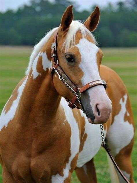 Pin de Melissa Kiger McArtor en Horsin' Around | Fotos de caballos finos, Fotos de caballos ...