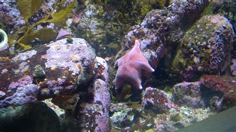 Fat pink starfish from Monterey Bay Aquarium is a real life Patrick ...