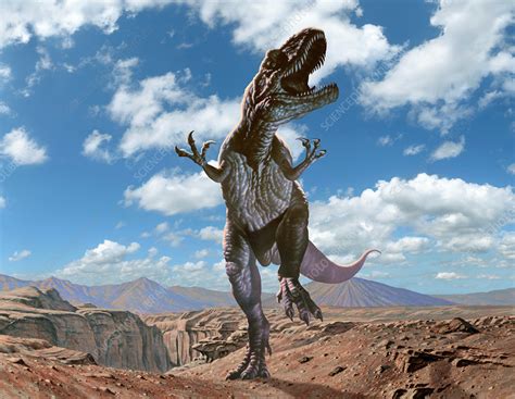 Allosaurus Maximus - Stock Image - E446/0514 - Science Photo Library