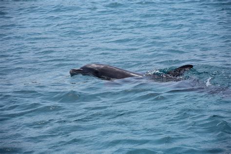 Services - Shell Island Dolphin Tours