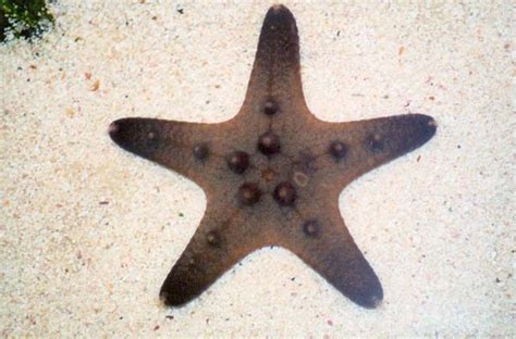 Chocolate Starfish - Aquarium Depot