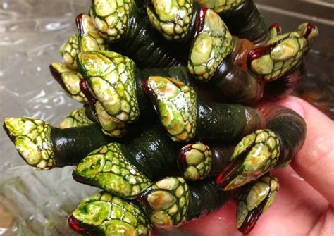 Percebes (Goose Neck Barnacles) Recipe by NorCalForager - Cookpad