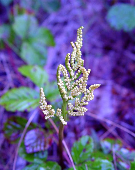 Botrychium dissectum (dissected grapefern): Go Botany