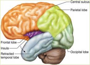 Biology 245 > Grimm > Flashcards > Neuro Anatomy | StudyBlue