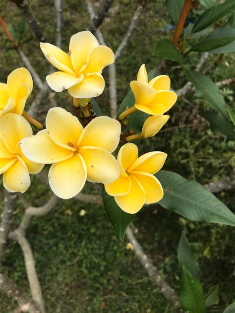 Plumeria Cuttings Frangipani | Etsy