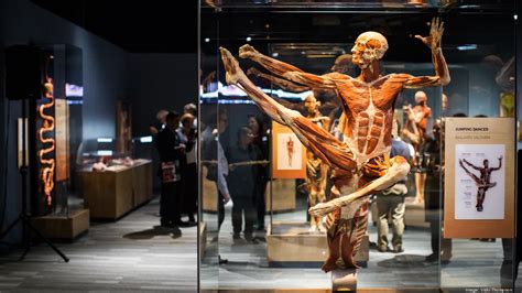 Body Worlds Decoded opens for unprecedented 10-year run at The Tech Museum of Innovation in San ...