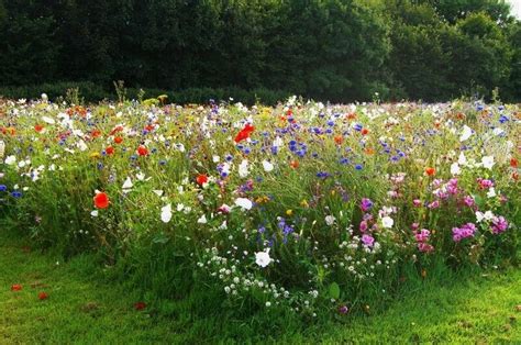 Wildflower Seeded Meadow Sowing & Maintenance Guide - The Lawn Store Prairie Garden, Meadow ...