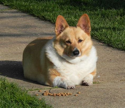 20 Corgi Pictures That Show Corgis Are The Best Dogs Ever