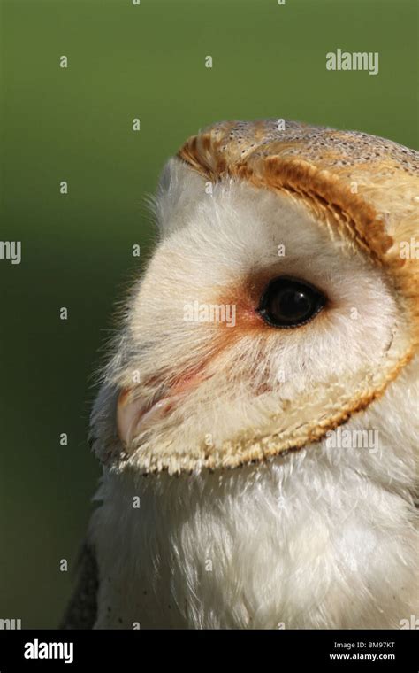 Owl - Bird of prey Stock Photo - Alamy