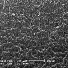 (PDF) Cellulose acetate membranes with controlled porosity and their use for the separation of ...