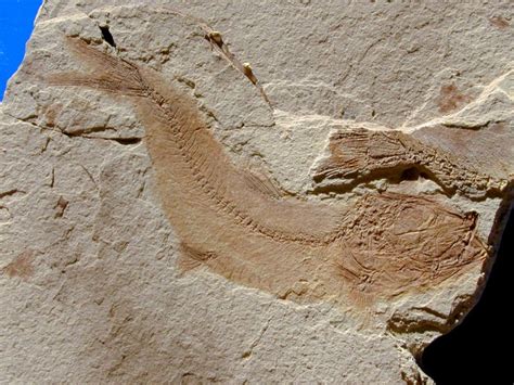 Oligocene Fossil Fish