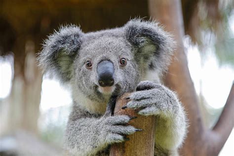 Best Koala Claws Stock Photos, Pictures & Royalty-Free Images - iStock