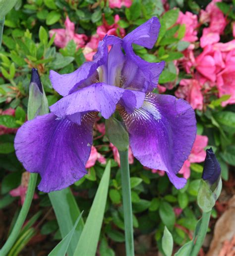 Bearded Iris -(Irma's Garden)