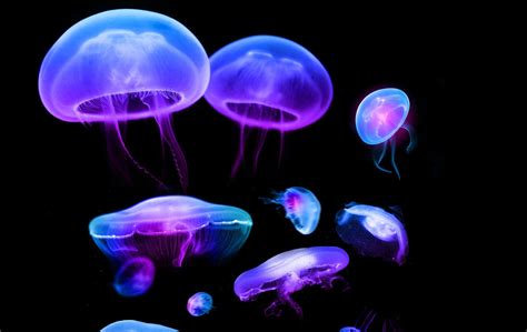 Neon Jellyfish Wallpapers - Top Free Neon Jellyfish Backgrounds - WallpaperAccess