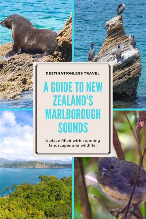 Marlborough Sounds Cruise - Guide to the BEST Cruises & Visitor Info