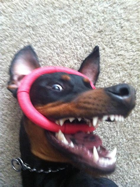 24 Reasons Dobermans Are Truly Scary, Dangerous Dogs